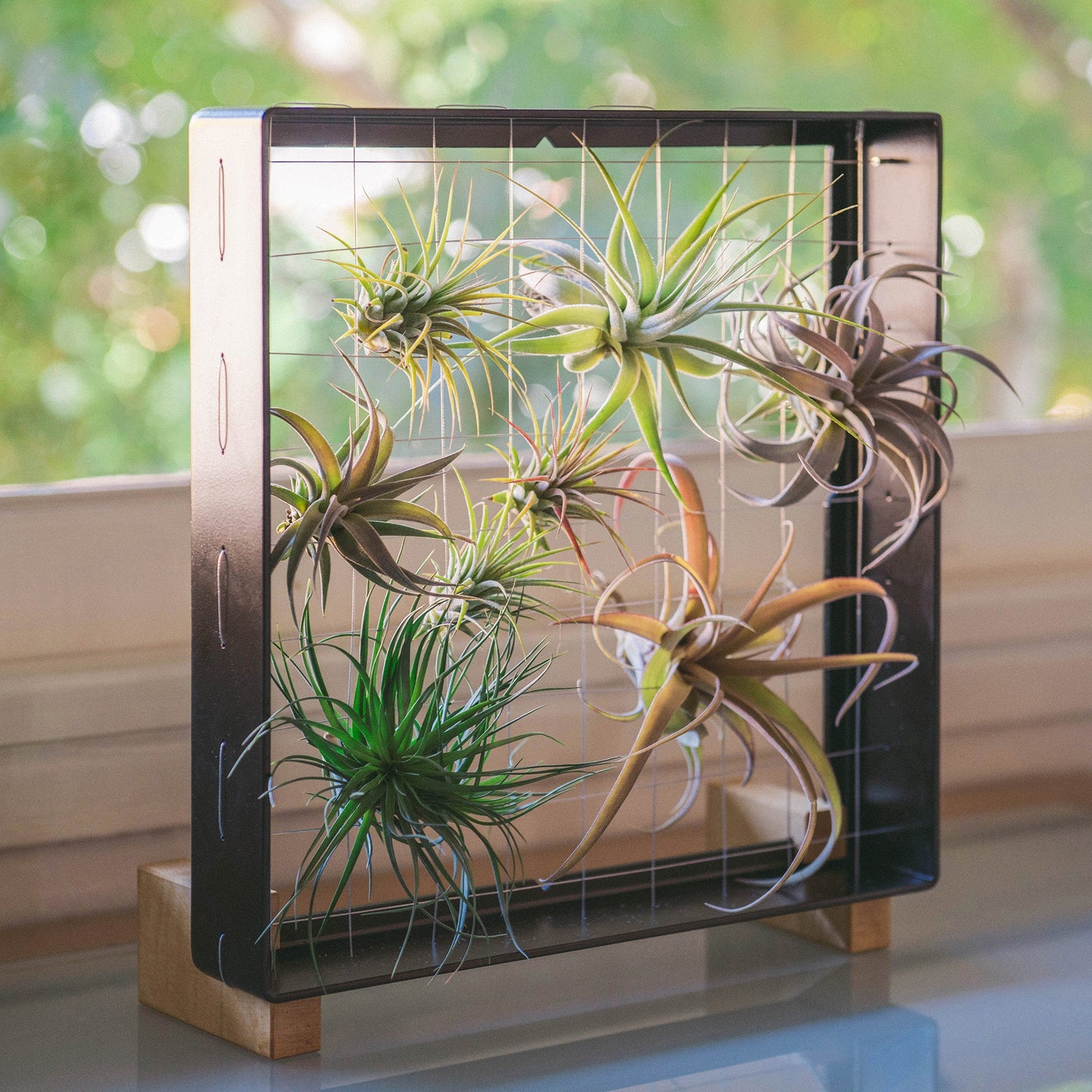 Air Plant Frame Stand